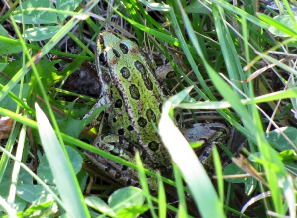 Photo of Lithobates pipiens by Jim Riley